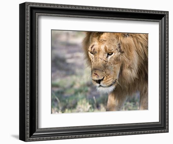 Battle-Scarred Lion Portrait, Tanzania-Charles Sleicher-Framed Photographic Print