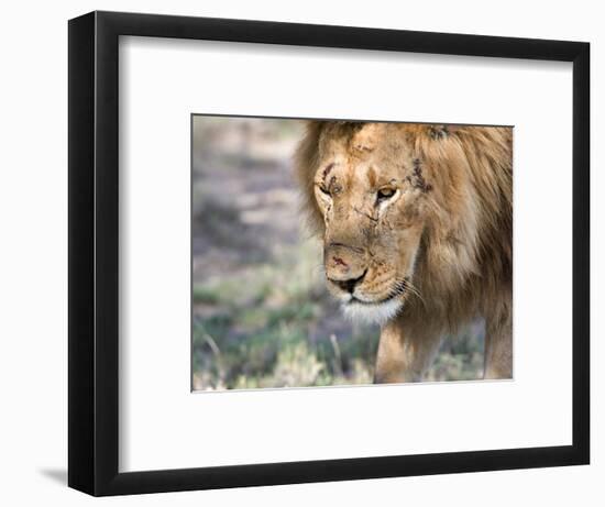 Battle-Scarred Lion Portrait, Tanzania-Charles Sleicher-Framed Photographic Print