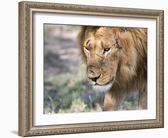 Battle-Scarred Lion Portrait, Tanzania-Charles Sleicher-Framed Photographic Print