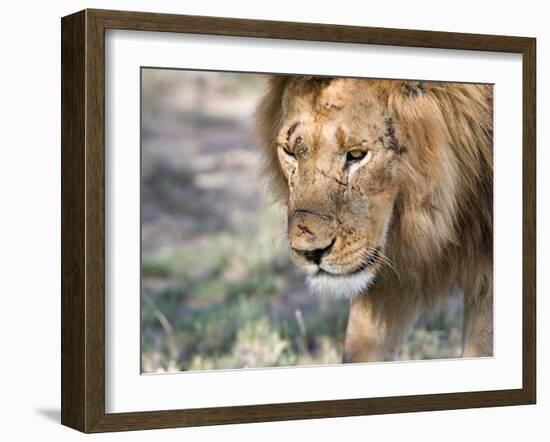 Battle-Scarred Lion Portrait, Tanzania-Charles Sleicher-Framed Photographic Print