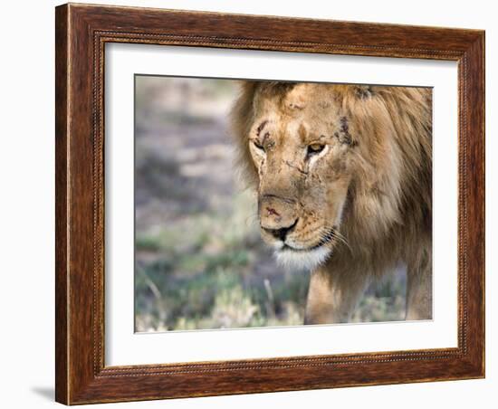 Battle-Scarred Lion Portrait, Tanzania-Charles Sleicher-Framed Photographic Print