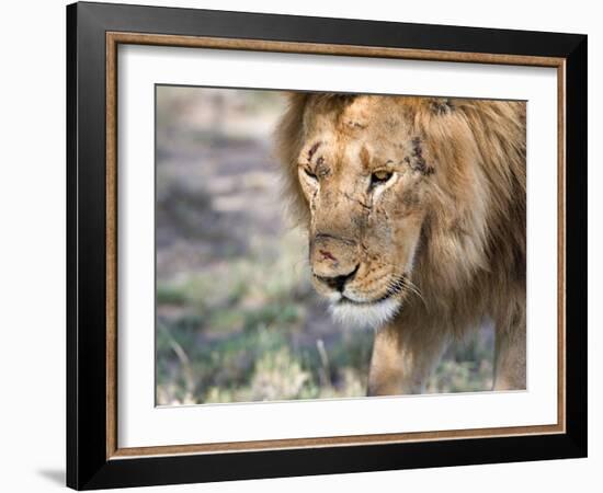 Battle-Scarred Lion Portrait, Tanzania-Charles Sleicher-Framed Photographic Print