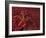 Battle Star on Coral-Michele Westmorland-Framed Photographic Print