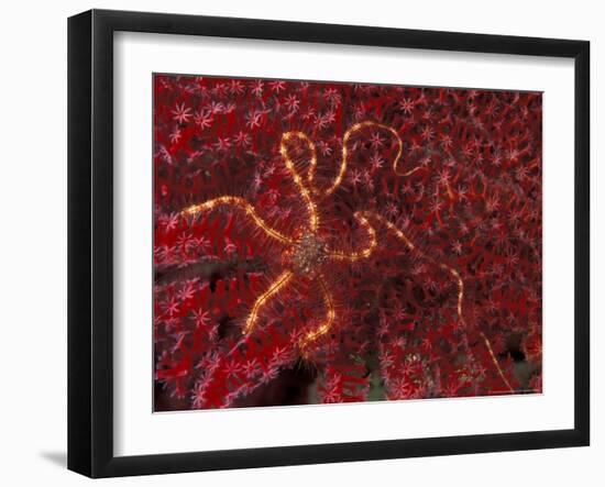 Battle Star on Coral-Michele Westmorland-Framed Photographic Print