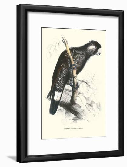 Baudine's Cockatoo - Calyptorhynchus, Funereus Baudini-Edward Lear-Framed Art Print