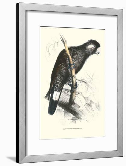 Baudine's Cockatoo - Calyptorhynchus, Funereus Baudini-Edward Lear-Framed Art Print