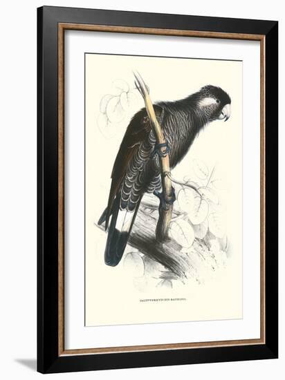 Baudine's Cockatoo - Calyptorhynchus, Funereus Baudini-Edward Lear-Framed Art Print