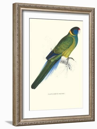 Bauer's Parakeet - Bauer Barnardius Donzarius-Edward Lear-Framed Art Print