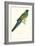 Bauer's Parakeet - Bauer Barnardius Donzarius-Edward Lear-Framed Art Print