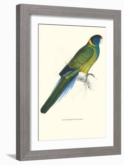 Bauer's Parakeet - Bauer Barnardius Donzarius-Edward Lear-Framed Art Print