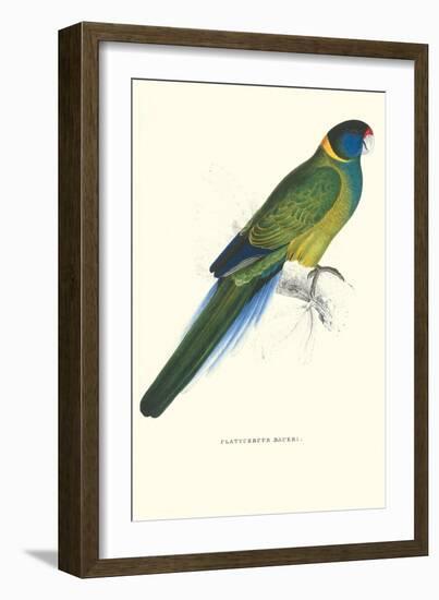 Bauer's Parakeet - Bauer Barnardius Donzarius-Edward Lear-Framed Art Print