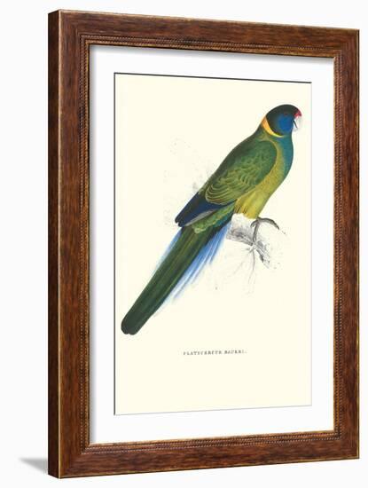 Bauer's Parakeet - Bauer Barnardius Donzarius-Edward Lear-Framed Art Print