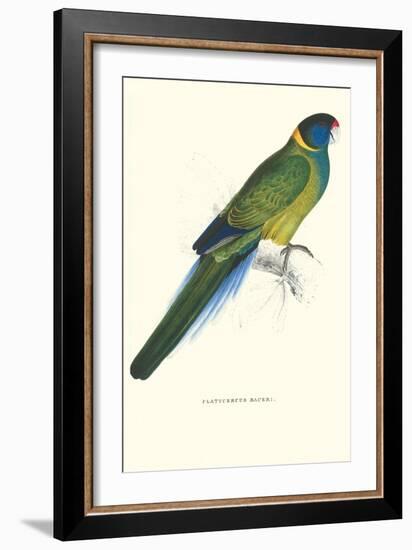 Bauer's Parakeet - Bauer Barnardius Donzarius-Edward Lear-Framed Art Print