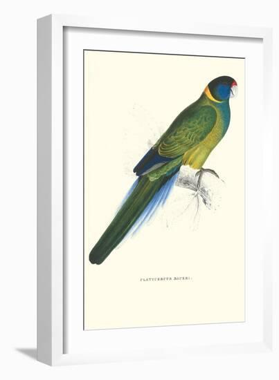 Bauer's Parakeet - Bauer Barnardius Donzarius-Edward Lear-Framed Art Print