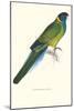 Bauer's Parakeet - Bauer Barnardius Donzarius-Edward Lear-Mounted Art Print