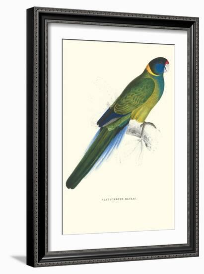 Bauer's Parakeet - Bauer Barnardius Donzarius-Edward Lear-Framed Art Print