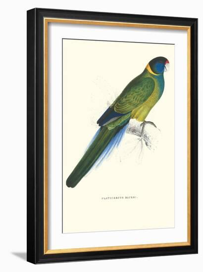 Bauer's Parakeet - Bauer Barnardius Donzarius-Edward Lear-Framed Art Print