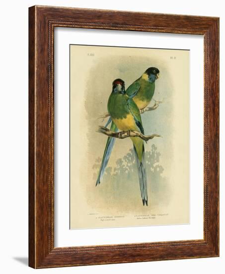 Bauer's Parakeet or Port Lincoln Lory, 1891-Gracius Broinowski-Framed Giclee Print