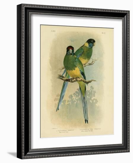 Bauer's Parakeet or Port Lincoln Lory, 1891-Gracius Broinowski-Framed Giclee Print