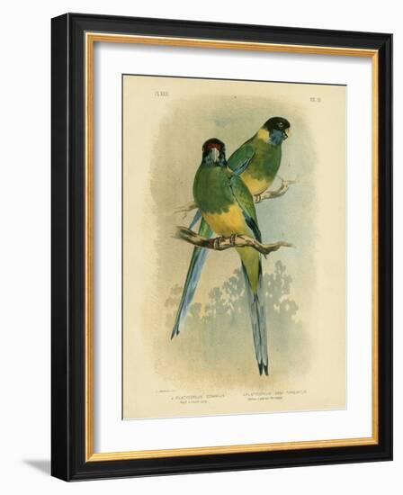 Bauer's Parakeet or Port Lincoln Lory, 1891-Gracius Broinowski-Framed Giclee Print