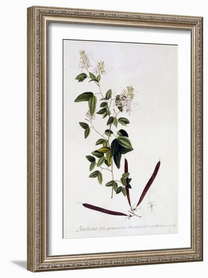 Bauhinia, C.1745-Georg Dionysius Ehret-Framed Giclee Print