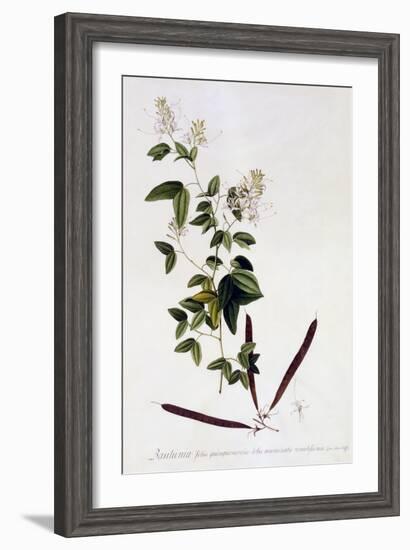 Bauhinia, C.1745-Georg Dionysius Ehret-Framed Giclee Print