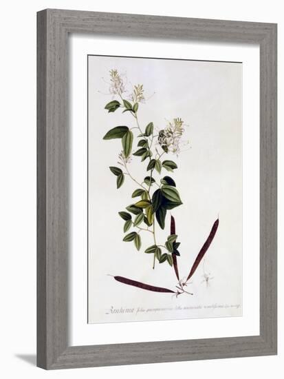 Bauhinia, C.1745-Georg Dionysius Ehret-Framed Giclee Print