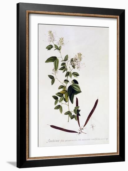 Bauhinia, C.1745-Georg Dionysius Ehret-Framed Giclee Print