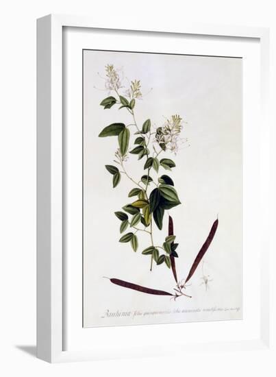 Bauhinia, C.1745-Georg Dionysius Ehret-Framed Giclee Print