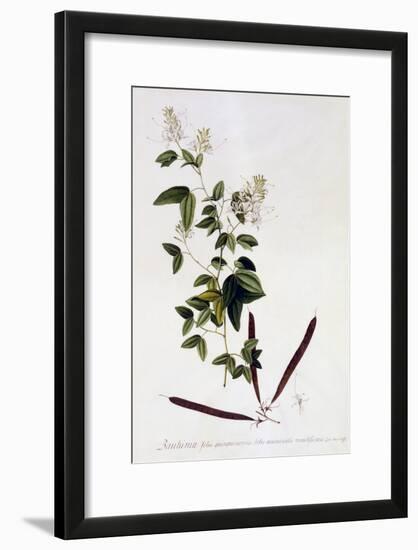 Bauhinia, C.1745-Georg Dionysius Ehret-Framed Giclee Print