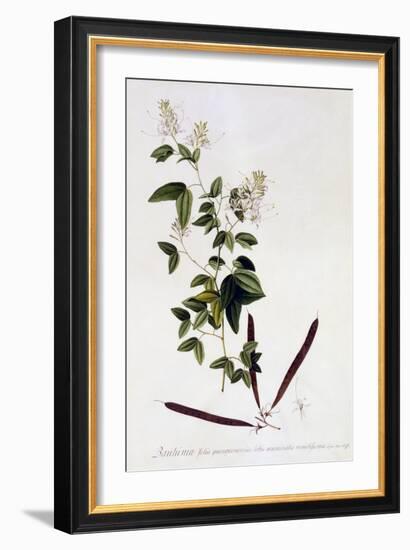 Bauhinia, C.1745-Georg Dionysius Ehret-Framed Giclee Print