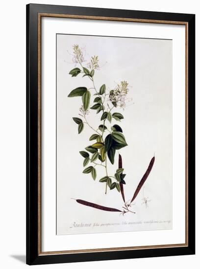 Bauhinia, C.1745-Georg Dionysius Ehret-Framed Giclee Print