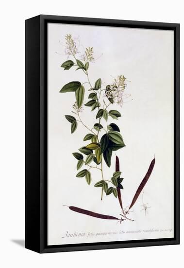 Bauhinia, C.1745-Georg Dionysius Ehret-Framed Premier Image Canvas