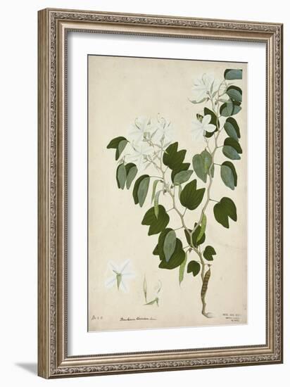 Bauhinia Tomenlosa Linn, 1800-10-null-Framed Giclee Print