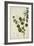 Bauhinia Tomenlosa Linn, 1800-10-null-Framed Giclee Print