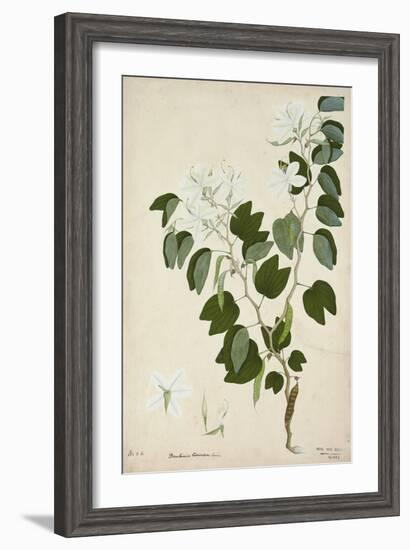 Bauhinia Tomenlosa Linn, 1800-10-null-Framed Giclee Print