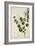 Bauhinia Tomenlosa Linn, 1800-10-null-Framed Giclee Print