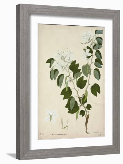 Bauhinia Tomenlosa Linn, 1800-10-null-Framed Giclee Print