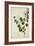 Bauhinia Tomenlosa Linn, 1800-10-null-Framed Giclee Print