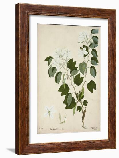 Bauhinia Tomenlosa Linn, 1800-10-null-Framed Giclee Print