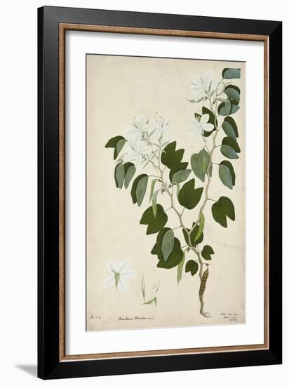 Bauhinia Tomenlosa Linn, 1800-10-null-Framed Giclee Print