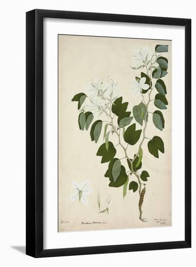Bauhinia Tomenlosa Linn, 1800-10-null-Framed Giclee Print