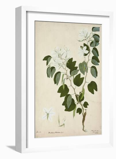 Bauhinia Tomenlosa Linn, 1800-10-null-Framed Giclee Print