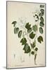 Bauhinia Tomenlosa Linn, 1800-10-null-Mounted Giclee Print