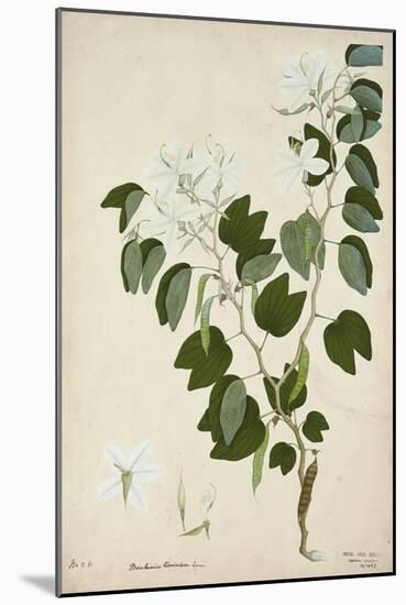 Bauhinia Tomenlosa Linn, 1800-10-null-Mounted Giclee Print