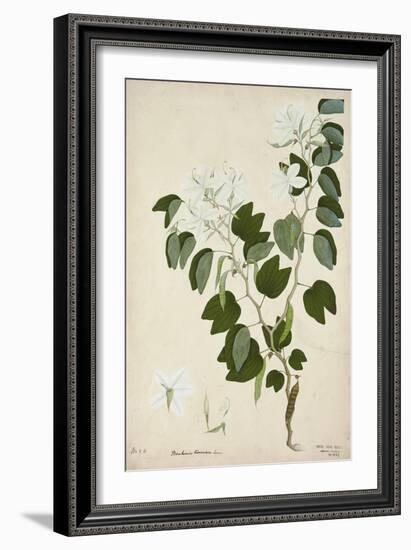 Bauhinia Tomenlosa Linn, 1800-10-null-Framed Giclee Print