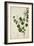 Bauhinia Tomenlosa Linn, 1800-10-null-Framed Giclee Print