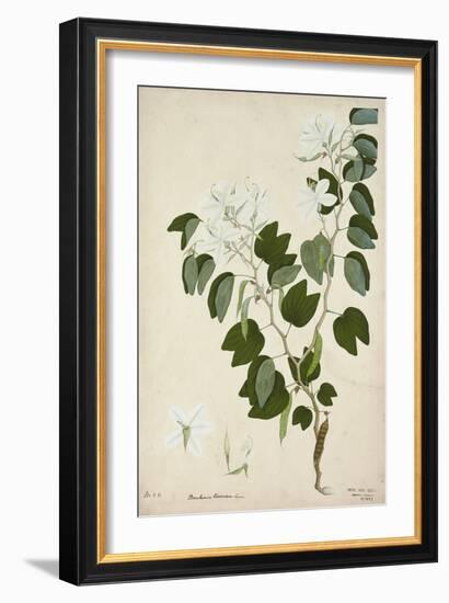 Bauhinia Tomenlosa Linn, 1800-10-null-Framed Giclee Print