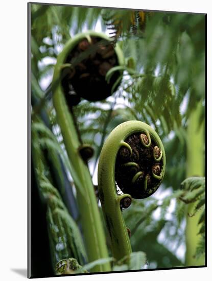 Baumfarn, Blattsprosse, Natur, Vegetation, Farn, Farne, Spross-Thonig-Mounted Photographic Print