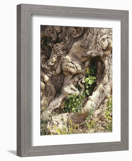 Baumstamm, Verwachsen, Detail, Baum, Stamm, Alt, Knorrig-Thonig-Framed Photographic Print